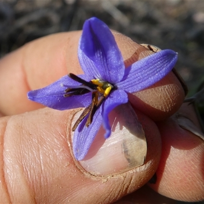 Dianella revoluta (Black-Anther Flax Lily) at Ballyroe, NSW - 17 Nov 2018 by TwoRivers