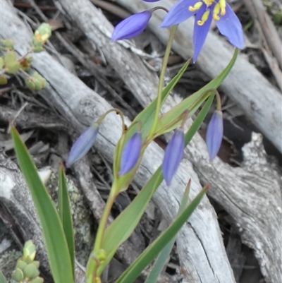 Stypandra glauca (Nodding Blue Lily) at Ballyroe, NSW - 29 Sep 2020 by TwoRivers