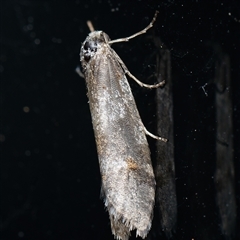 Lepidoscia (genus) ADULT (A Case moth) at Downer, ACT - 2 Sep 2025 by RobertD