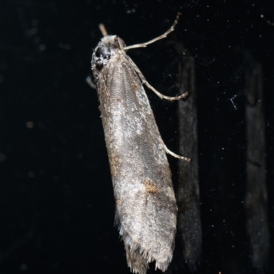 Lepidoscia (genus) ADULT (A Case moth) at Downer, ACT - 2 Sep 2025 by RobertD