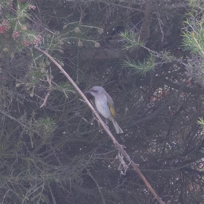 Lichmera indistincta (Brown Honeyeater) at Dunlop, ACT - 2 Sep 2025 by rawshorty