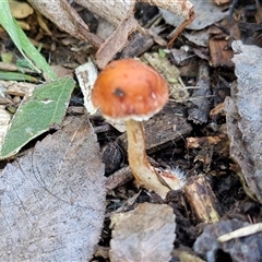 Leratiomyces ceres (Red Woodchip Fungus) at Goulburn, NSW - 2 Sep 2025 by trevorpreston