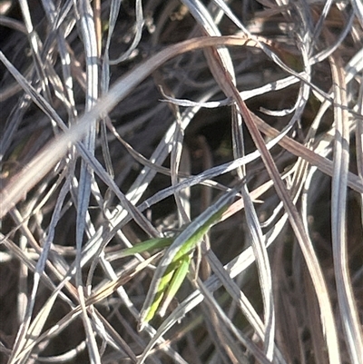 Keyacris scurra (Key's Matchstick Grasshopper) at Williamsdale, NSW - 2 Sep 2025 by JohnPierce