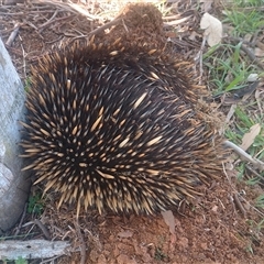 Tachyglossus aculeatus (Short-beaked Echidna) at Symonston, ACT - 2 Sep 2025 by CallumBraeRuralProperty