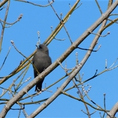 Artamus cyanopterus (Dusky Woodswallow) at Symonston, ACT - 2 Sep 2025 by CallumBraeRuralProperty