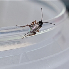 Unverified Wasp (Hymenoptera, Apocrita) by chriselidie
