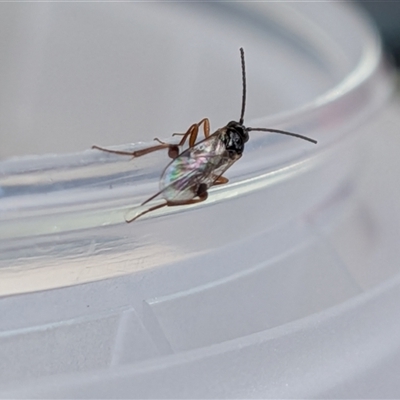 Unverified Wasp (Hymenoptera, Apocrita) at  - suppressed by chriselidie