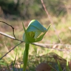 Pterostylis curta (Blunt Greenhood) at Brogo, NSW - 31 Aug 2025 by RichardBomford
