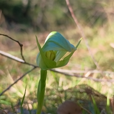 Pterostylis curta (Blunt Greenhood) at Brogo, NSW - 31 Aug 2025 by RichardBomford