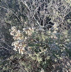 Pomaderris pallida (Pale Pomaderris) at Williamsdale, NSW - 2 Sep 2025 by JohnPierce