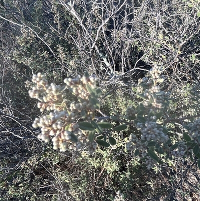 Pomaderris pallida (Pale Pomaderris) at Williamsdale, NSW - 2 Sep 2025 by JohnPierce