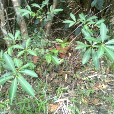 Alstonia scholaris (milky pine) at Mowbray, QLD - 19 Feb 2012 by JasonPStewart