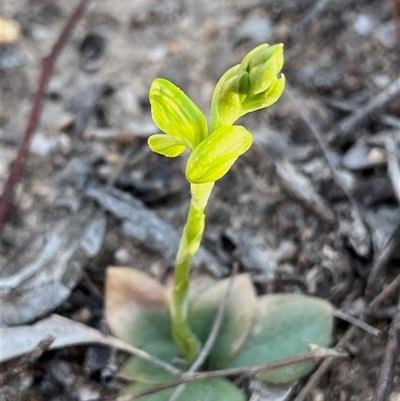 Hymenochilus muticus (Midget Greenhood) at Karabar, NSW - 4 Sep 2025 by Youspy