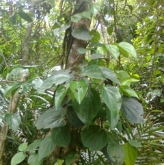 Piper hederaceum var. hederaceum at Mowbray, QLD - 19 Feb 2012 by JasonPStewart
