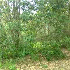 Melicope rubra at Mowbray, QLD - 19 Feb 2012 by JasonPStewart