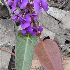 Hardenbergia violacea (False Sarsaparilla) at Ballyroe, NSW - 11 Oct 2018 by TwoRivers
