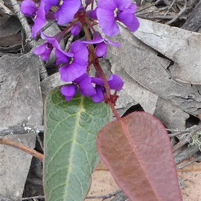 Hardenbergia violacea (False Sarsaparilla) at Ballyroe, NSW - 11 Oct 2018 by TwoRivers