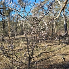 Prunus sp. (A Plum) at O'Malley, ACT - 2 Sep 2025 by Mike