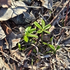 Cullen tenax (Tough Scurf-Pea) at O'Malley, ACT - 2 Sep 2025 by Mike