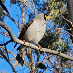 Manorina melanocephala (Noisy Miner) at O'Malley, ACT - 2 Sep 2025 by Mike