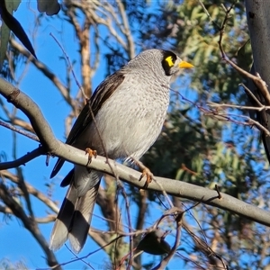 Manorina melanocephala at O'Malley, ACT - 2 Sep 2025 04:14 PM