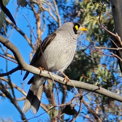 Manorina melanocephala (Noisy Miner) at O'Malley, ACT - 2 Sep 2025 by Mike