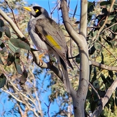 Manorina melanocephala at O'Malley, ACT - 2 Sep 2025 04:14 PM