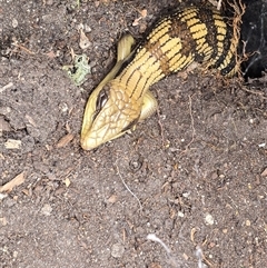 Tiliqua scincoides scincoides (Eastern Blue-tongue) at Isaacs, ACT - 2 Sep 2025 by Mike