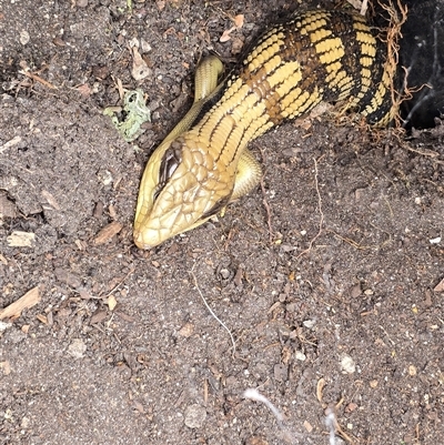 Tiliqua scincoides scincoides (Eastern Blue-tongue) at Isaacs, ACT - 2 Sep 2025 by Mike
