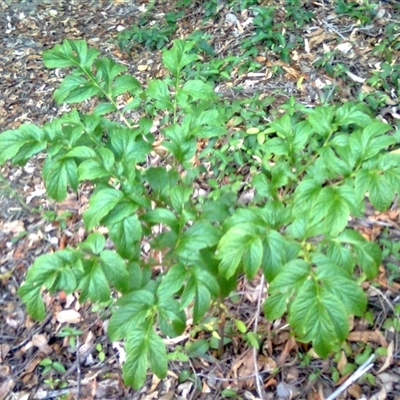 Tacca leontopetaloides (indigenous arrowroot) at Mowbray, QLD - 19 Feb 2012 by JasonPStewart
