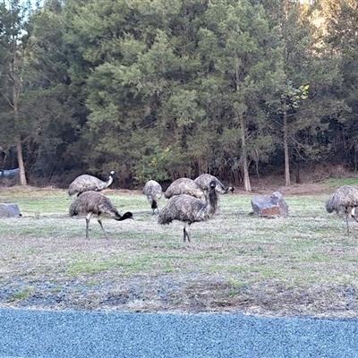 Dromaius novaehollandiae (Emu) at Uriarra Village, ACT - 2 Sep 2025 by KorinneM