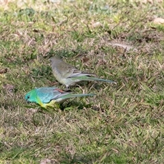 Psephotus haematonotus (Red-rumped Parrot) at Holt, ACT - 25 Aug 2025 by AlisonMilton