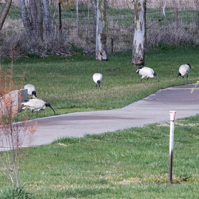 Threskiornis molucca (Australian White Ibis) at Crookwell, NSW - 28 Aug 2025 by AlisonMilton