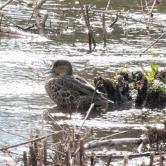 Anas castanea (Chestnut Teal) at Crookwell, NSW - 28 Aug 2025 by AlisonMilton