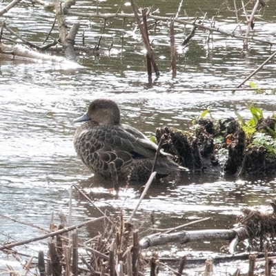 Anas castanea (Chestnut Teal) at Crookwell, NSW - 28 Aug 2025 by AlisonMilton