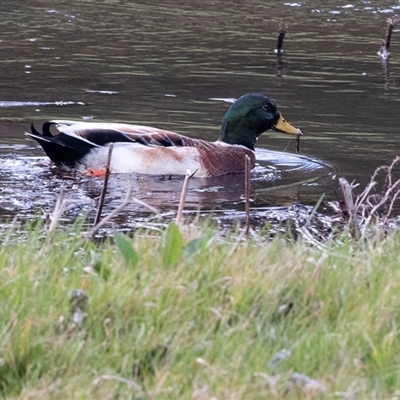 Anas platyrhynchos (Mallard (Domestic Type)) at Crookwell, NSW - 28 Aug 2025 by AlisonMilton