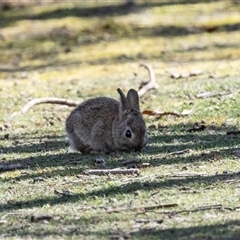 Oryctolagus cuniculus (European Rabbit) at Parkes, ACT - 23 Aug 2025 by AlisonMilton