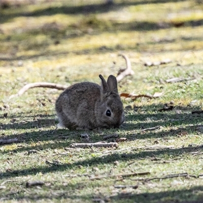Oryctolagus cuniculus (European Rabbit) at Parkes, ACT - 23 Aug 2025 by AlisonMilton