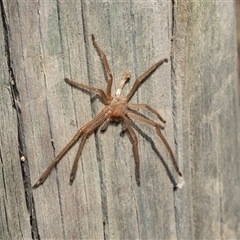 Delena cancerides (Social huntsman spider) at Wallagoot, NSW - 31 Aug 2025 by AlisonMilton