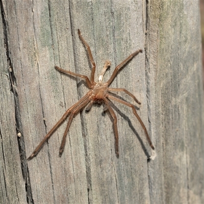 Delena cancerides (Social huntsman spider) at Wallagoot, NSW - 31 Aug 2025 by AlisonMilton