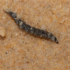 Unverified Other Marine Invertebrate at Wallagoot, NSW - 31 Aug 2025 by AlisonMilton
