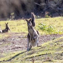 Macropus giganteus (Eastern Grey Kangaroo) at Wallagoot, NSW - 31 Aug 2025 by AlisonMilton