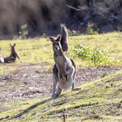 Macropus giganteus (Eastern Grey Kangaroo) at Wallagoot, NSW - 31 Aug 2025 by AlisonMilton