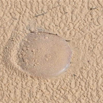 Unverified Jellyfish or Hydroid  at Wallagoot, NSW - 31 Aug 2025 by AlisonMilton