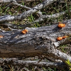 Trametes coccinea (Scarlet Bracket) at Wallagoot, NSW - 31 Aug 2025 by AlisonMilton