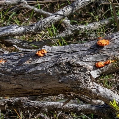 Trametes coccinea (Scarlet Bracket) at Wallagoot, NSW - 31 Aug 2025 by AlisonMilton