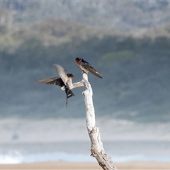 Hirundo neoxena (Welcome Swallow) at Wallagoot, NSW - 31 Aug 2025 by AlisonMilton