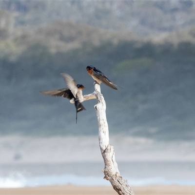Hirundo neoxena (Welcome Swallow) at Wallagoot, NSW - 31 Aug 2025 by AlisonMilton