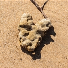 Unverified Sponge at Wallagoot, NSW - 31 Aug 2025 by AlisonMilton