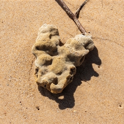 Unverified Sponge at Wallagoot, NSW - 31 Aug 2025 by AlisonMilton